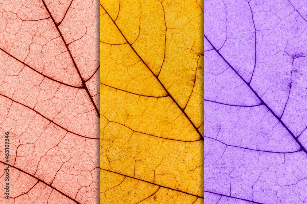 Fall background made of three toned Maple Leaf. Autumn Foliage is toned in pink, golden, and purple. Fall background made of three toned Maple Leaf. Autumn Foliage is toned in pink, golden, and purple.