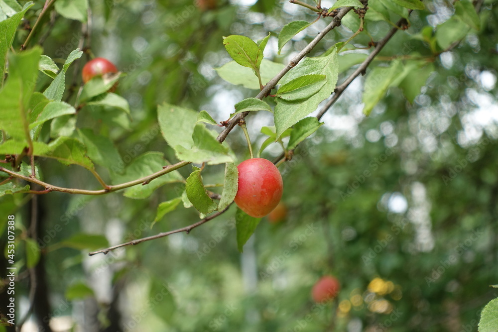 Close view of reddish yellow mirabelle plum in July Close view of reddish yellow mirabelle plum in July