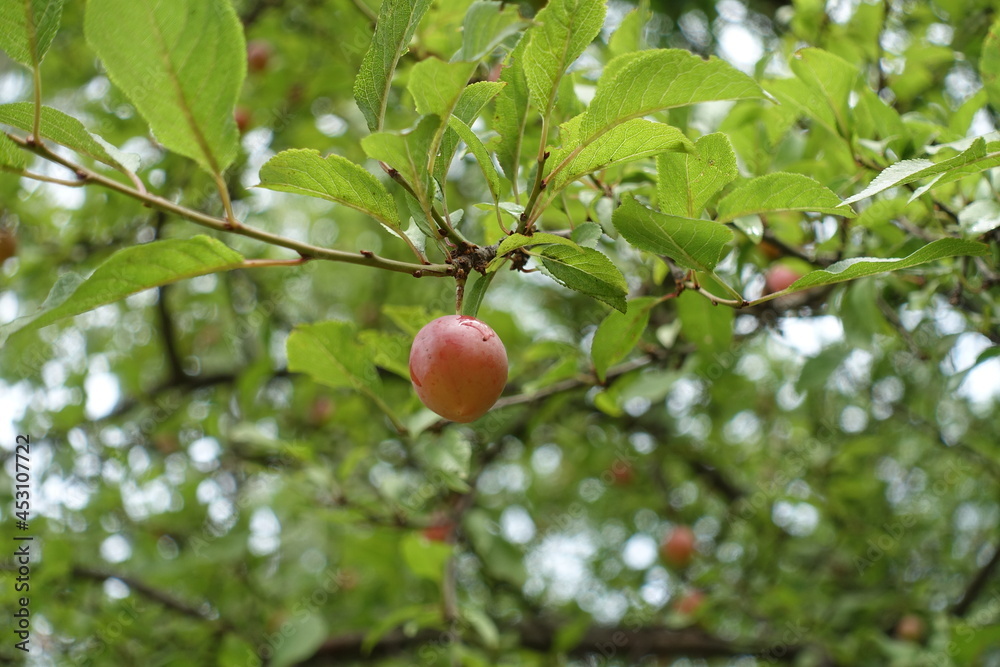 Single reddish yellow fruit of mirabelle plum in July Single reddish yellow fruit of mirabelle plum in July