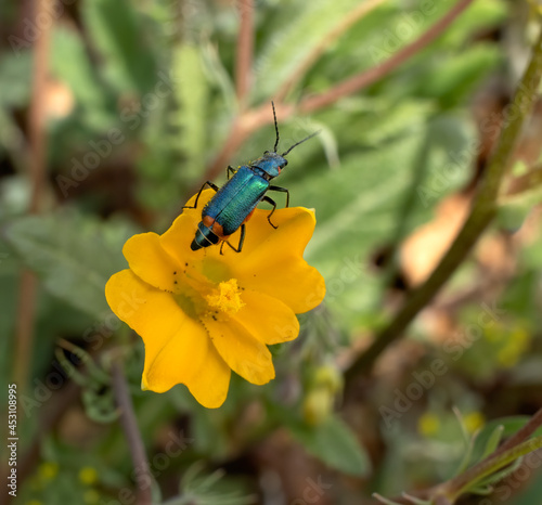 Common Malachius Malachius bipustulatus, Malachius is a genus of flower beetles © Sendo