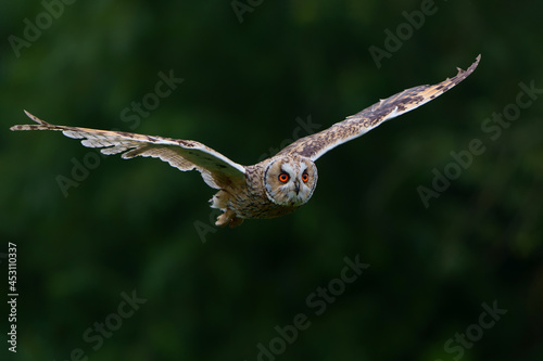 Beautiful long-eared owl (Asio otus) flying over an open spot in the forest of Noord Brabant in the Netherlands with a black background .                    photo