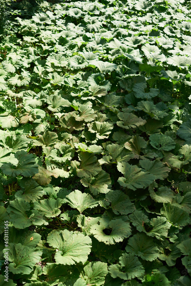 Burdock field, big leaves. Background with large green leaves of burdock. Burdock field, big leaves. Background with large green leaves of burdock.