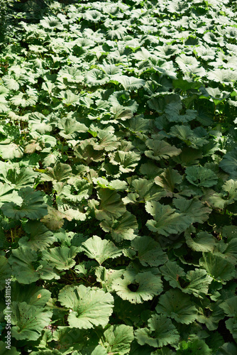 Burdock field, big leaves. Background with large green leaves of burdock.
