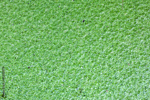 Top view of Duckweed or Lemna minor floating in the pond for background and textured.