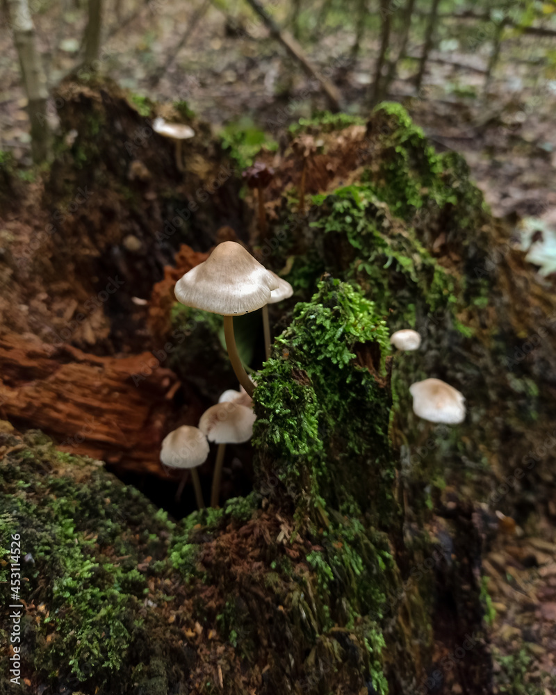 Fototapeta premium mushroom in the woods