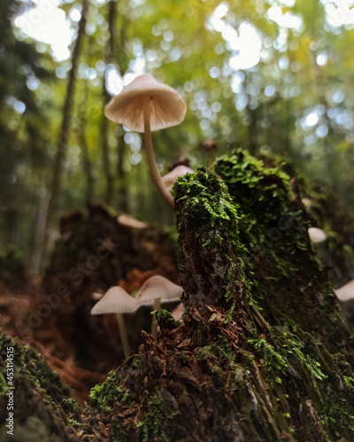 mushrooms in the forest