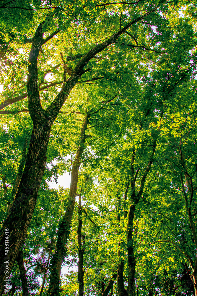 autumn in the forest autumn in the forest