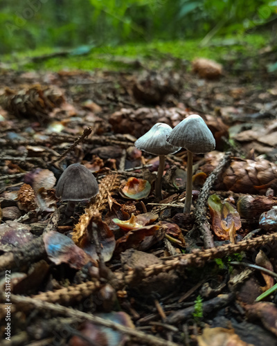 mushroom in the forest