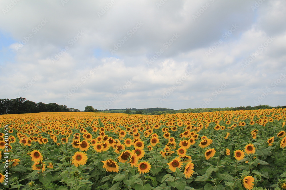 Fields of Bright Yellow Sunflowers
