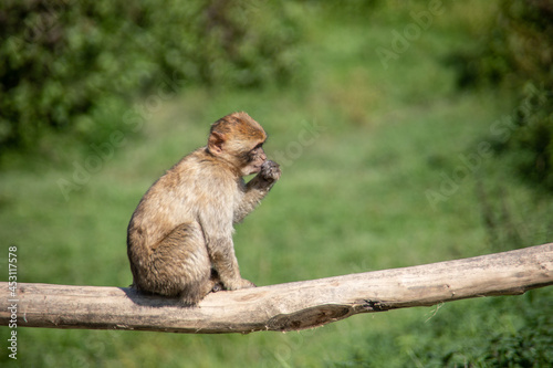 Berber monkeys © Dr. N. Lange