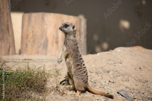 Meerkat playing © Dr. N. Lange
