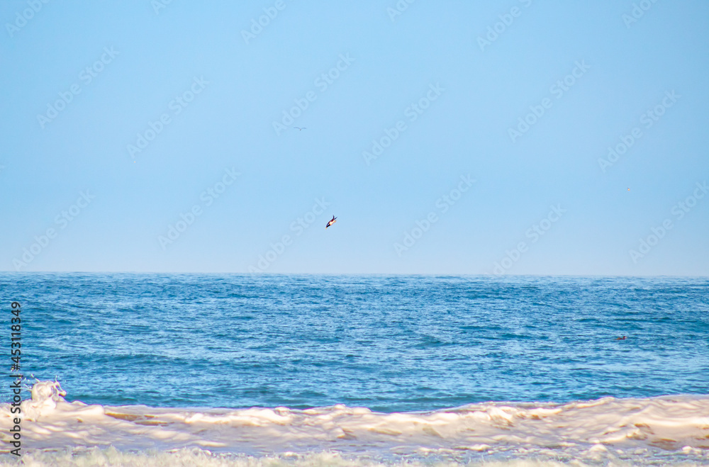 birds fishing in the sea birds fishing in the sea