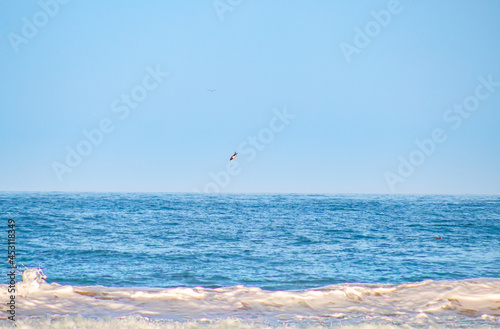 birds fishing in the sea