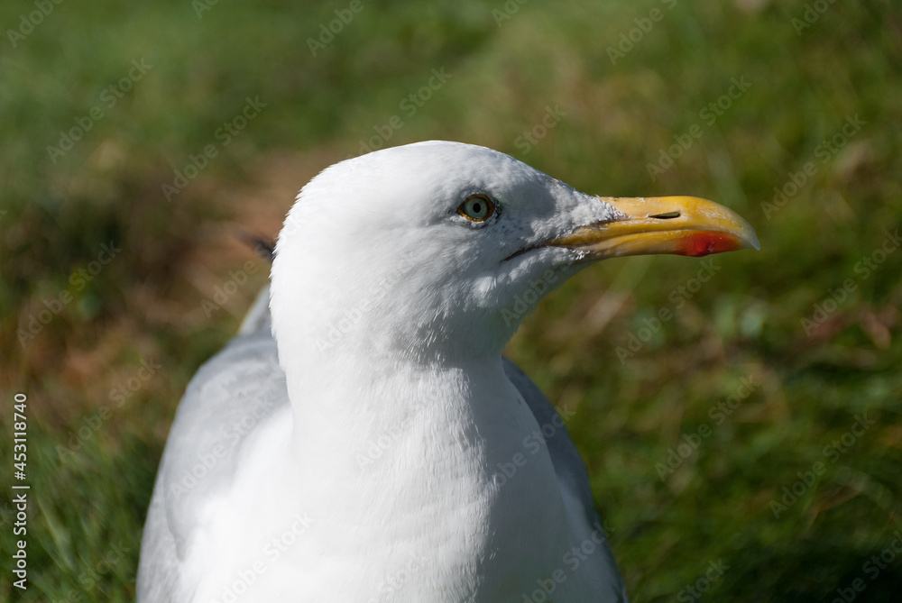 seagulls in the village of Port Isaac in Cornwall in england