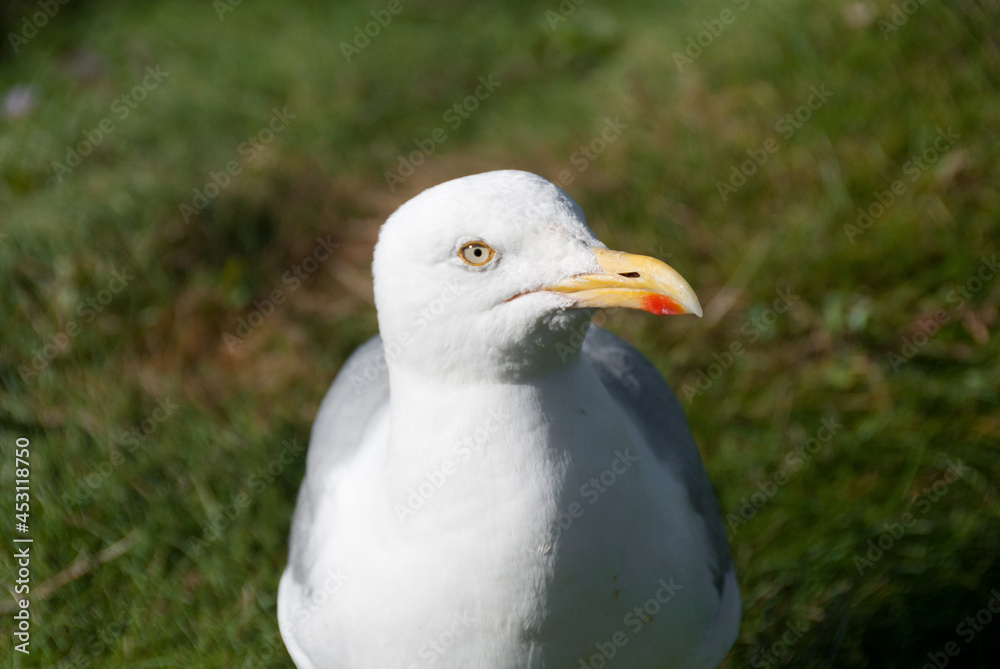 seagulls in the village of Port Isaac in Cornwall in england seagulls in the village of Port Isaac in Cornwall in england
