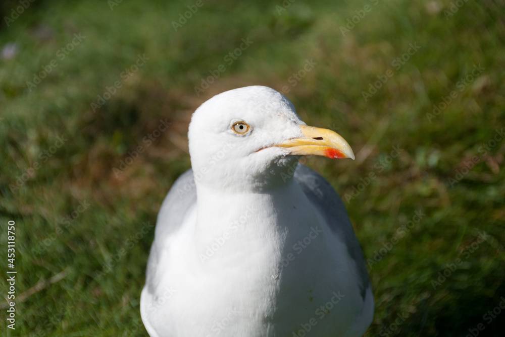 seagulls in the village of Port Isaac in Cornwall in england