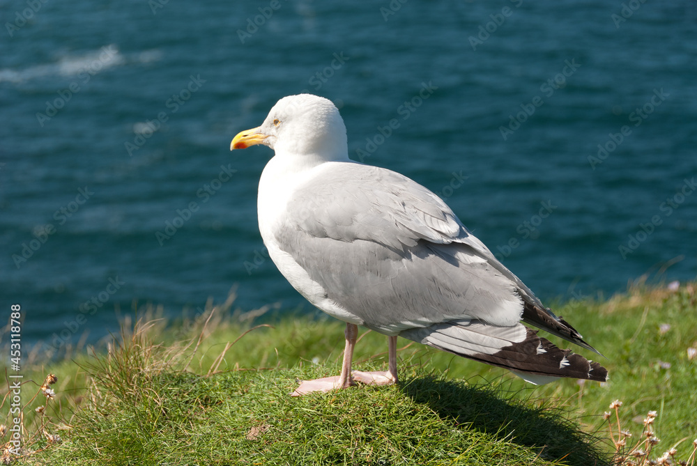 seagulls in the village of Port Isaac in Cornwall in england seagulls in the village of Port Isaac in Cornwall in england