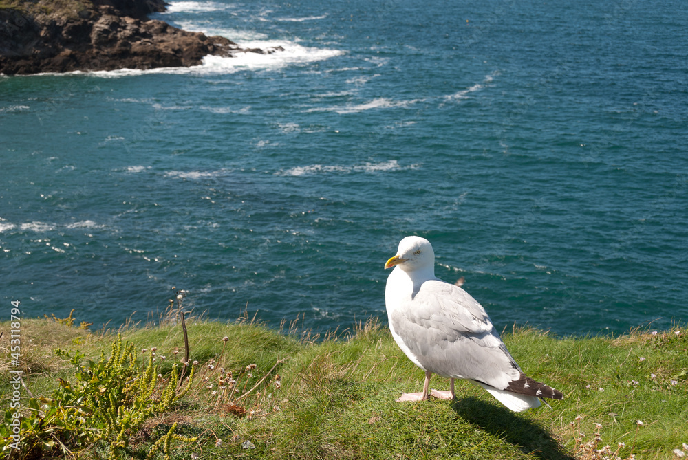 seagulls in the village of Port Isaac in Cornwall in england seagulls in the village of Port Isaac in Cornwall in england