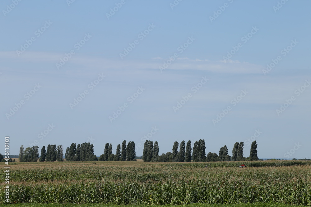 Field, trees and blue sky