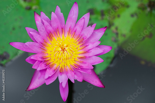 Purple or pink lotus flowers blooming in the lotus basin.