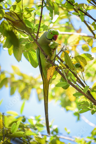 parrot eating fruit on tree