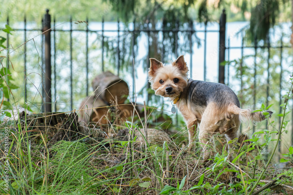 Yorkshire Terrier dog looks around as he walks through the countryside in the woods on a summer day. Walking in the park with the dog. Camping with pets. Yorkshire Terrier dog looks around as he walks through the countryside in the woods on a summer day. Walking in the park with the dog. Camping with pets.