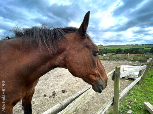 Horse gazing over a wooden fence near  Bradford  Yorkshire  UK