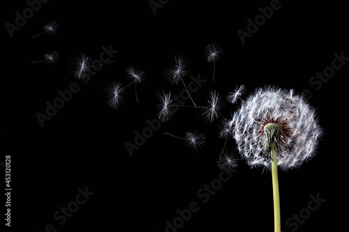 Beautiful puffy dandelion blowball and flying seeds on black background