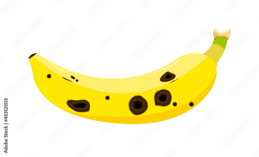Banana fruit are damaged by Anthracnose (blight disease) or Colletotrichum Fungi. Pathogens cause to rot, black circular wound, sagged and wither. Design on white background