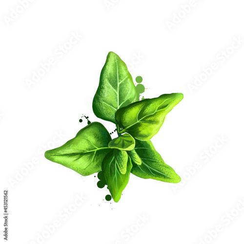 Digital art New Zealand spinach, Tetragonia tetragonioides isolated on white background. Organic healthy food. Green vegetable. Hand drawn plant closeup. Clip art illustration. Graphic design element. photo