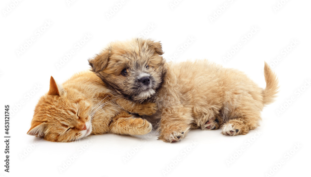 Kitten and puppy. Kitten and puppy.