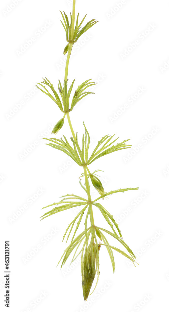 One rigid hornwort. One rigid hornwort.