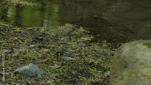 Blackburnian Warbler Bird Eating Near Forest Lakeshore. - Low Angle photo