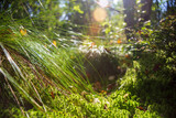 Plants, grass close-up in the forest. Low point of view in nature landscape. Ground forest on sunset, summer background. Blurred nature background copy space. Park low focus depth