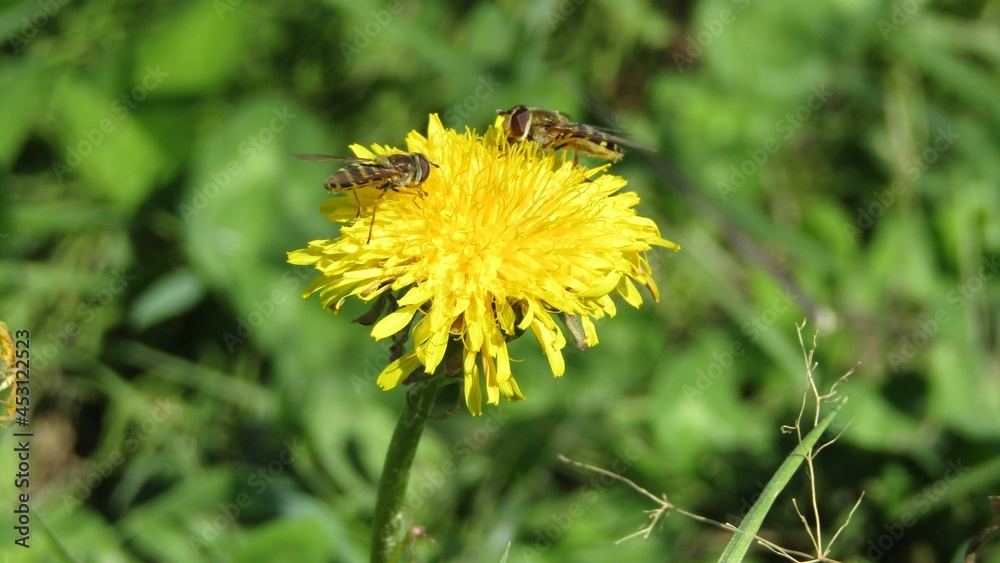 Bees pollinate dandelions at the end of August in the Siberian Region at noon Bees pollinate dandelions at the end of August in the Siberian Region at noon