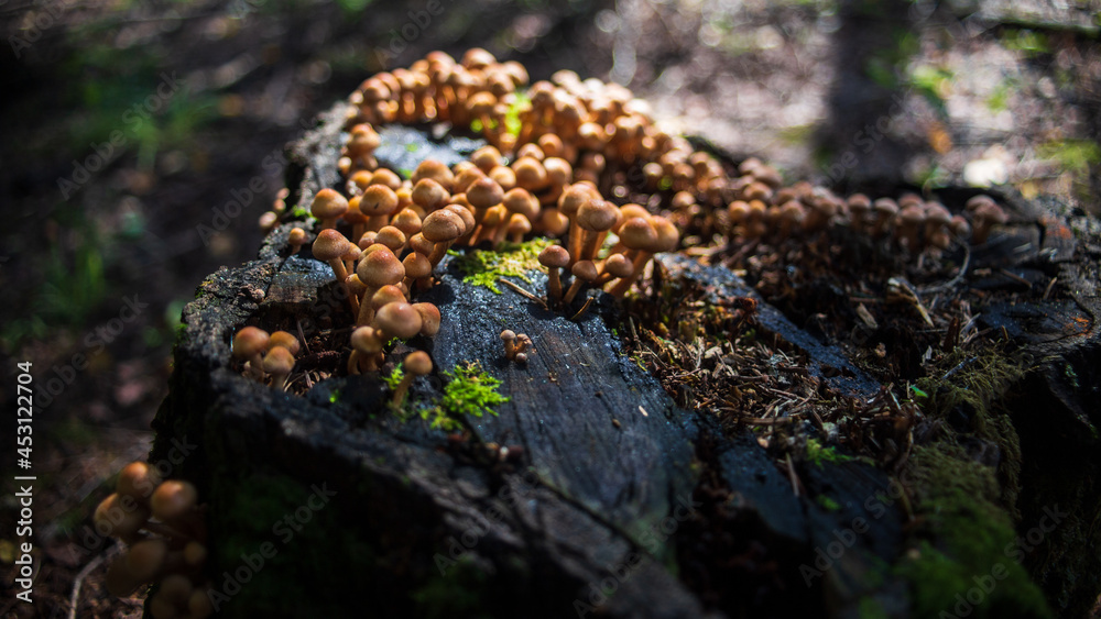 Many small mushrooms grow on a tree stump in the forest. Low point of view in nature landscape. Blurred nature background copy space. Park low focus depth. Ecology environment Many small mushrooms grow on a tree stump in the forest. Low point of view in nature landscape. Blurred nature background copy space. Park low focus depth. Ecology environment