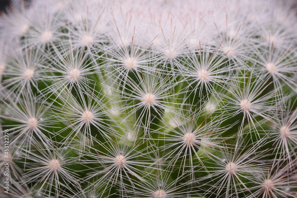 Cactus, which many people like to raise Cactus, which many people like to raise