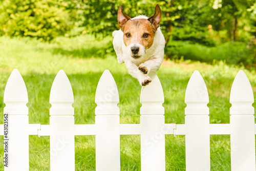 Agile unstoppable dog jumping over fence escaping from backyard