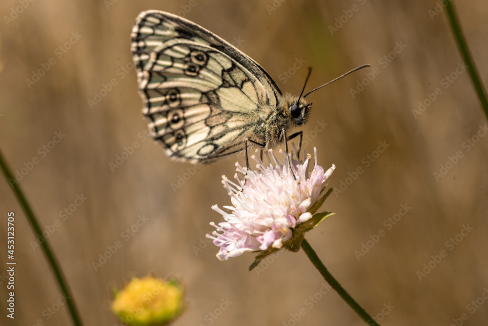 Melanargia galathea, Marbled White butterfly on flower. Melanargia galathea, Marbled White butterfly on flower.