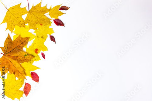 Autumn yellow maple leaves and small red leaves of wild decorative grapes isolated on white background. Minimal nature fall concept
