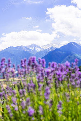 Blue lavender flowers in the mountains of Bulgaria