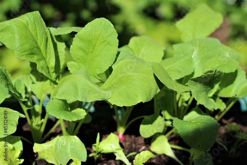 Close up of radish plants in the raised bed