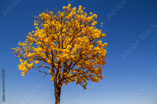 Um ipê amarelo florido com céu azul ao fundo.