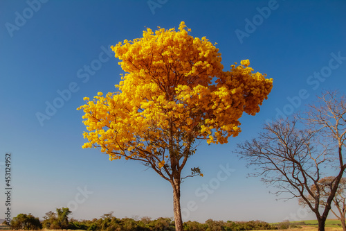 Um ipê amarelo florido com céu azul ao fundo. photo