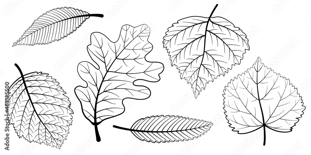 line art leaves collection line art leaves collection