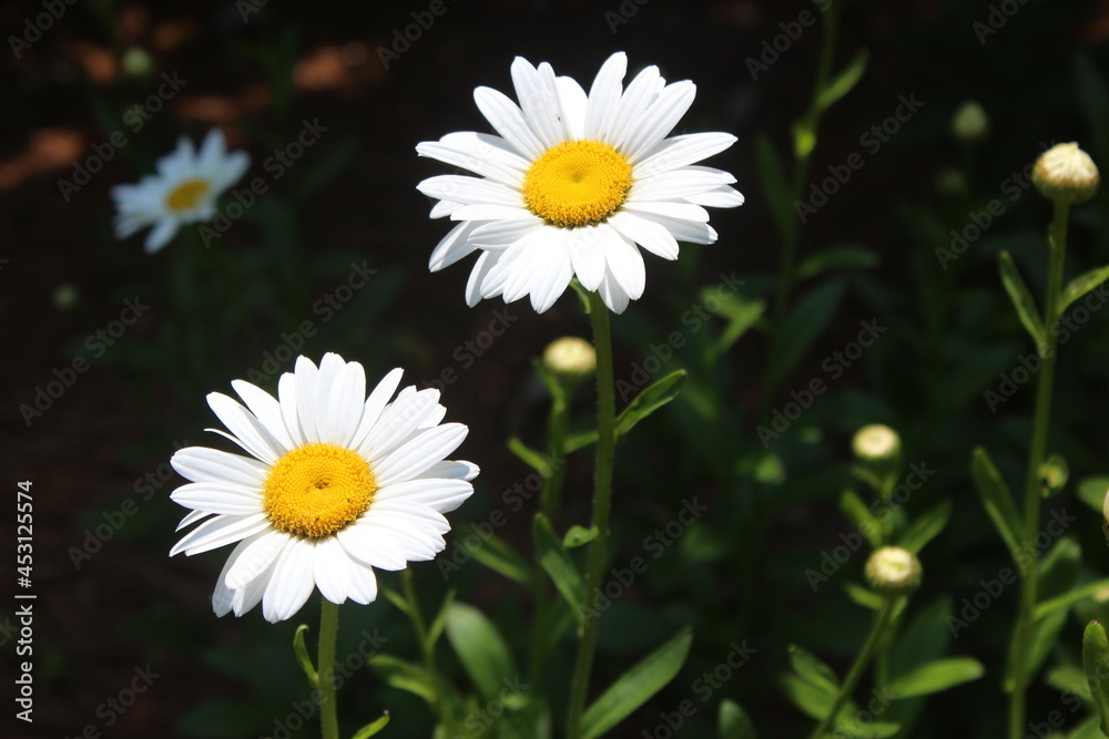 Fototapeta premium Daisy