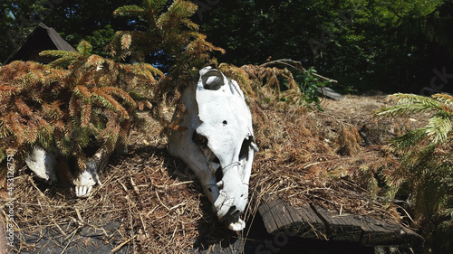 Animal skull photo at the farm on a sunny day