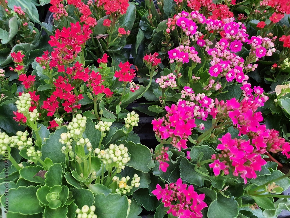 Kalanchoe is a succulent plant. Popularly planted in decorative pots or home decorations. green single leaf The leaves are stacked like a rose. There are many beautiful flowers.