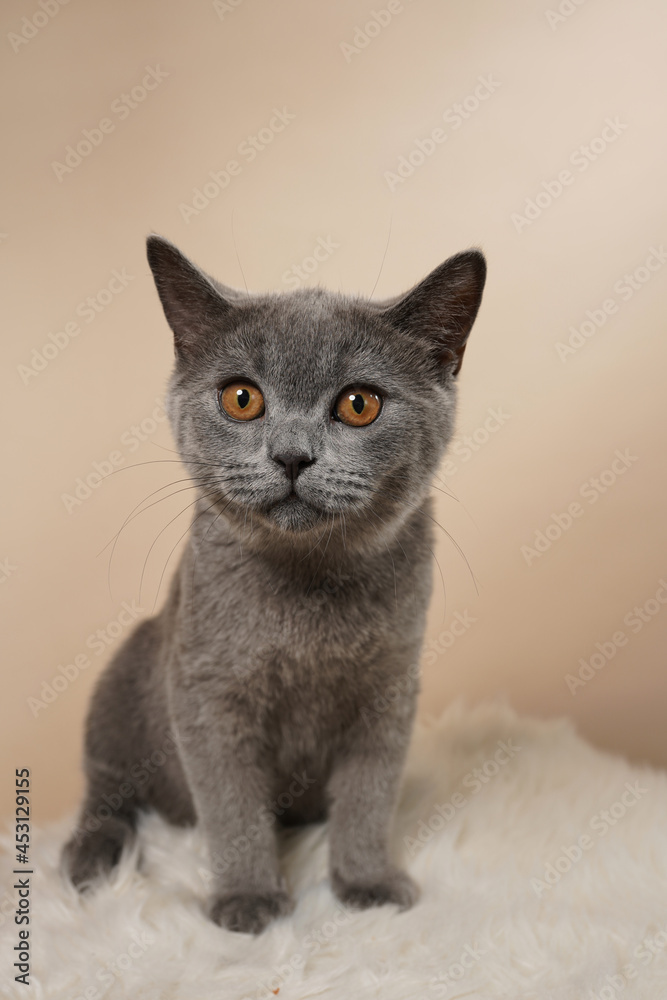A young british short-hair cat - a grey kitten sitting on a white faux fur surface on a beige background A young british short-hair cat - a grey kitten sitting on a white faux fur surface on a beige background