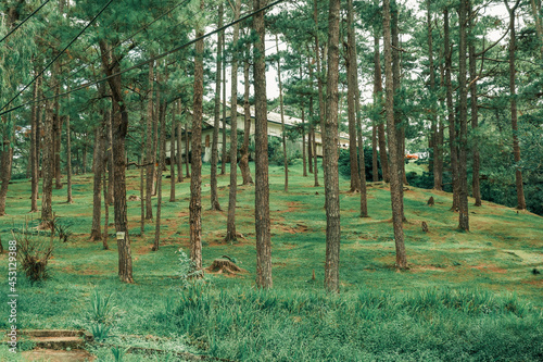 trees in the forest